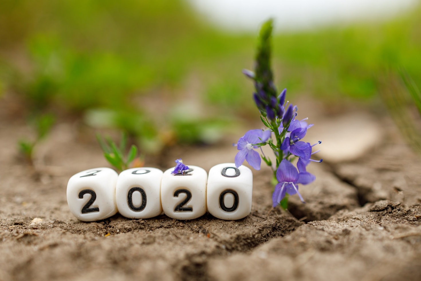 Transforming Yards with Organic Living Ideas