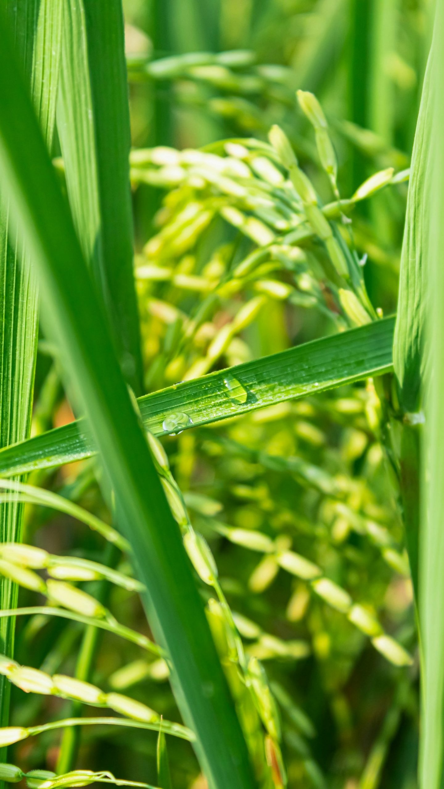 Why Choose Holistic Designs for Your Landscape